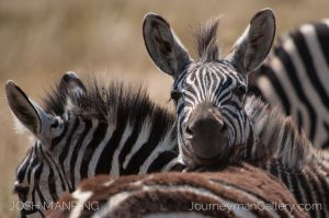 Josh Manring Photographer Decor Wall Art - africa wildlife-25.jpg
